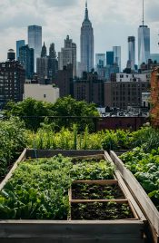 City Farm